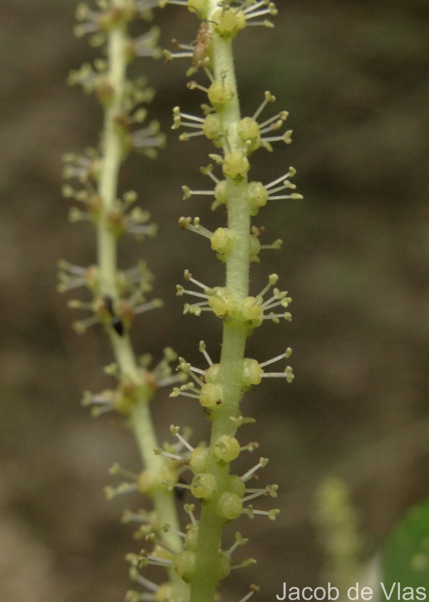 Antidesma alexiteria L.